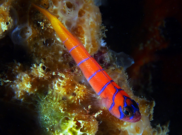 Bluebanded Goby - Lythrypnus dalli - Cabo San Lucas, Mexico