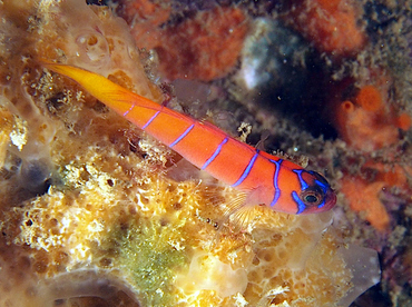 Bluebanded Goby - Lythrypnus dalli - Cabo San Lucas, Mexico