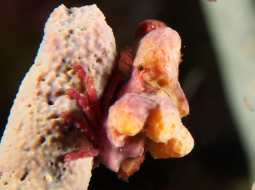 Spongy Decorator Crab - Macrocoeloma trispinosum - Eleuthera, Bahamas