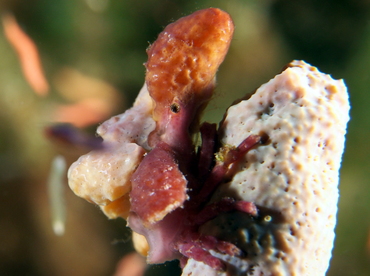 Spongy Decorator Crab - Macrocoeloma trispinosum - Eleuthera, Bahamas