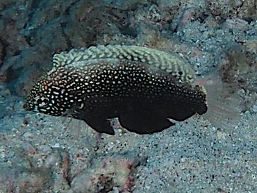 Black Leopard Wrasse - Macropharyngodon negrosensis - Komodo, Indonesia