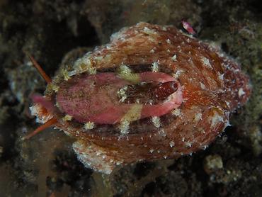 Macroschisma sinense - Macroschisma sinense - Komodo, Indonesia