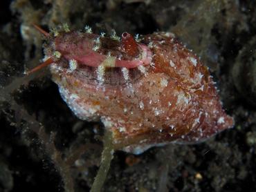 Macroschisma sinense - Macroschisma sinense - Komodo, Indonesia