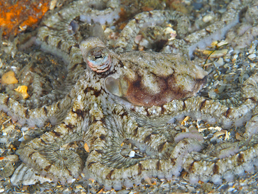 Atlantic Longarm Octopus - Macrotritopus defilippi - Blue Heron Bridge, Florida