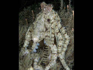 Atlantic Longarm Octopus - Macrotritopus defilippi - Blue Heron Bridge, Florida