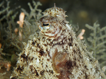 Atlantic Longarm Octopus - Macrotritopus defilippi - Blue Heron Bridge, Florida