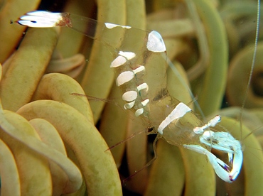 Magnificent Anemone Shrimp - Ancylomenes magnificus - Dumaguete, Philippines