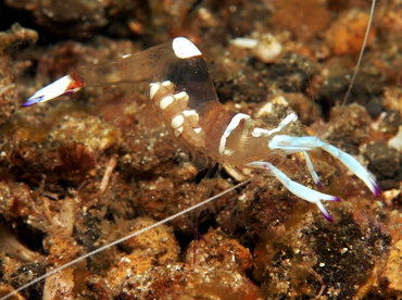Magnificent Anemone Shrimp - Ancylomenes magnificus - Lembeh Strait, Indonesia