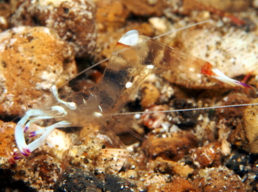 Magnificent Anemone Shrimp - Ancylomenes magnificus - Lembeh Strait, Indonesia