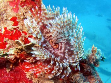 Magnificent Feather Duster - Sabellastarte magnifica - Roatan, Honduras