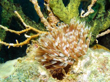 Magnificent Feather Duster - Sabellastarte magnifica - Roatan, Honduras