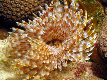 Magnificent Feather Duster - Sabellastarte magnifica - Aruba