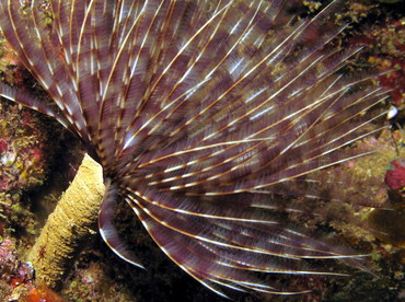 Magnificent Feather Duster - Sabellastarte magnifica - Aruba