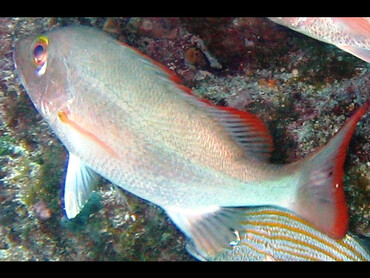 Mahogany Snapper - Lutjanus mahogoni - Key Largo, Florida