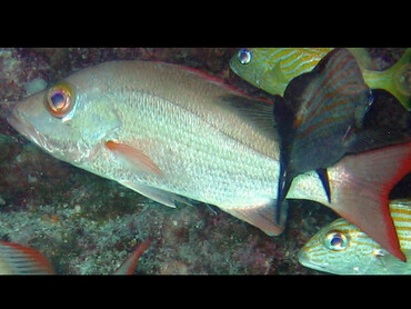 Mahogany Snapper - Lutjanus mahogoni - Key Largo, Florida