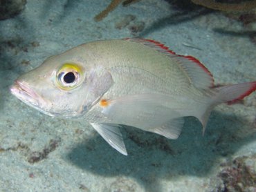 Mahogany Snapper - Lutjanus mahogoni - Bonaire