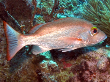 Mahogany Snapper - Lutjanus mahogoni - Key Largo, Florida