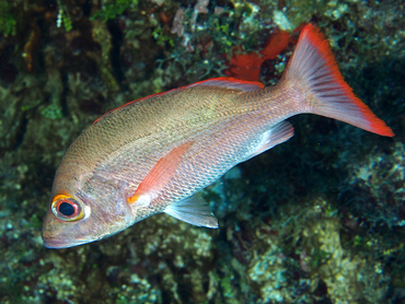 Mahogany Snapper - Lutjanus mahogoni - Cozumel, Mexico