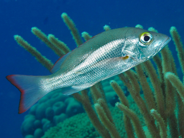 Mahogany Snapper - Lutjanus mahogoni - Bonaire