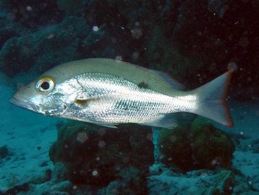 Mahogany Snapper - Lutjanus mahogoni - Bonaire