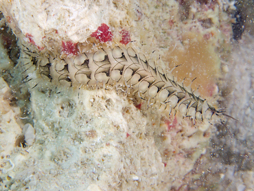 Variegated Scale Worm - Malmgreniella variegata - Bonaire