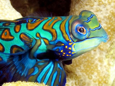 Mandarinfish - Synchiropus splendidus - Yap, Micronesia