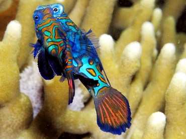 Mandarinfish - Synchiropus splendidus - Yap, Micronesia