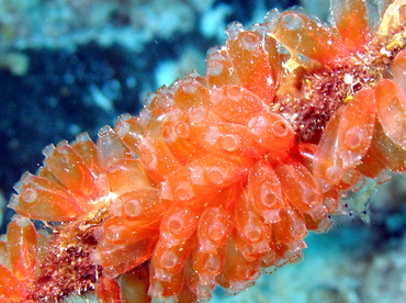 Mangrove Tunicate - Ecteinascidia turbinata - Nassau, Bahamas