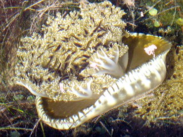 Mangrove Upsidedown Jelly - Cassiopea xamachana - Isla Mujeres, Mexico