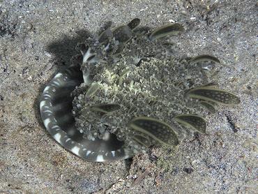 Mangrove Upsidedown Jelly - Cassiopea xamachana - Blue Heron Bridge, Florida