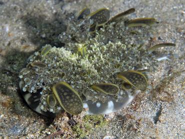 Mangrove Upsidedown Jelly - Cassiopea xamachana - Blue Heron Bridge, Florida