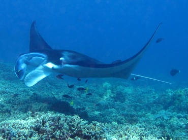 Reef Manta Ray - Manta alfredi - Maui, Hawaii