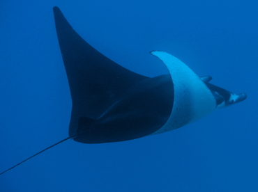 Reef Manta Ray - Manta alfredi - Big Island, Hawaii