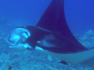 Reef Manta Ray - Manta alfredi - Big Island, Hawaii