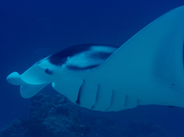 Reef Manta Ray - Manta alfredi - Palau