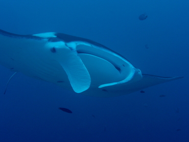 Reef Manta Ray - Manta alfredi - Palau