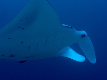 Reef Manta Ray - Manta alfredi - Palau