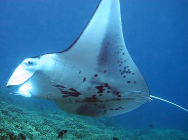 Reef Manta Ray - Manta alfredi - Maui, Hawaii