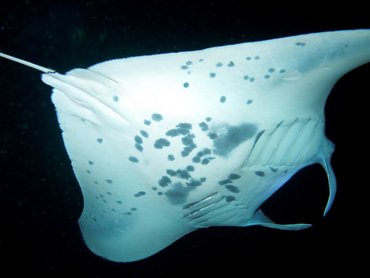 Reef Manta Ray - Manta alfredi - Big Island, Hawaii