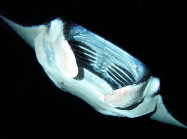 Reef Manta Ray - Manta alfredi - Big Island, Hawaii