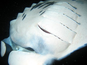 Reef Manta Ray - Manta alfredi - Big Island, Hawaii