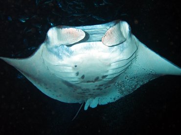 Reef Manta Ray - Manta alfredi - Big Island, Hawaii