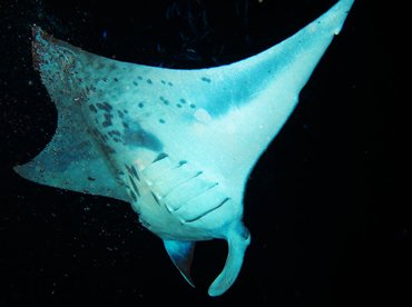 Reef Manta Ray - Manta alfredi - Big Island, Hawaii