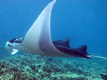 Reef Manta Ray - Manta alfredi - Maui, Hawaii