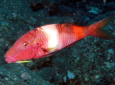 Manybar Goatfish - Parupeneus multifasciatus - Big Island, Hawaii