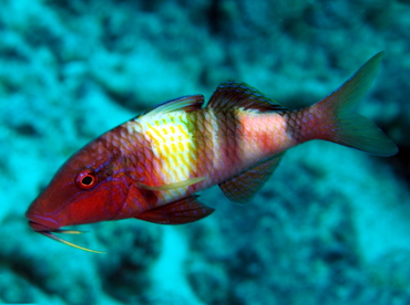 Manybar Goatfish - Parupeneus multifasciatus - Big Island, Hawaii