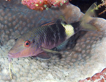 Manybar Goatfish - Parupeneus multifasciatus - Great Barrier Reef, Australia