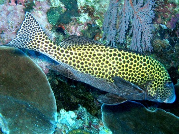 Many-Spotted Sweetlips - Plectorhinchus chaetodonoides - Palau