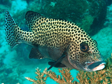 Many-Spotted Sweetlips - Plectorhinchus chaetodonoides - Palau