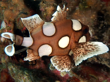 Many-Spotted Sweetlips - Plectorhinchus chaetodonoides - Anilao, Philippines